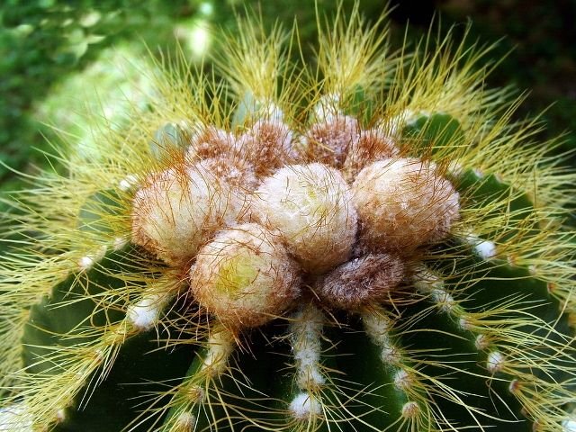 Notocactus_ magnificus _11